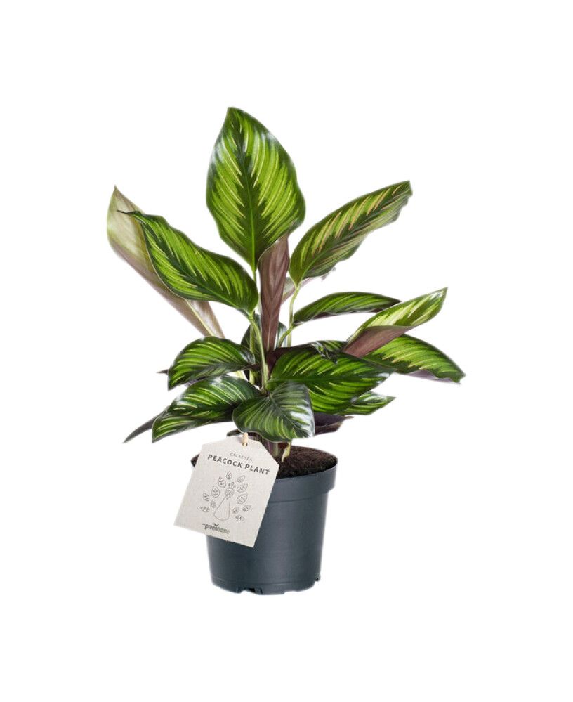 Tiigerlehik Calathea Beauty Star Ø 11 cm