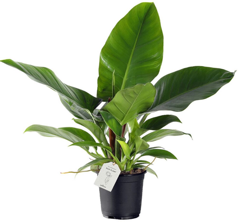 Filodendron Imperial Green Ø 17 cm