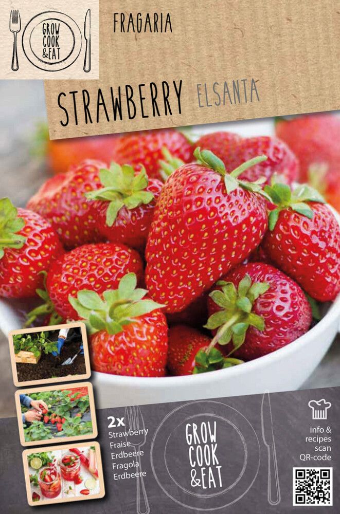 Maasikas Kapiteyn Elsanta 2 tk