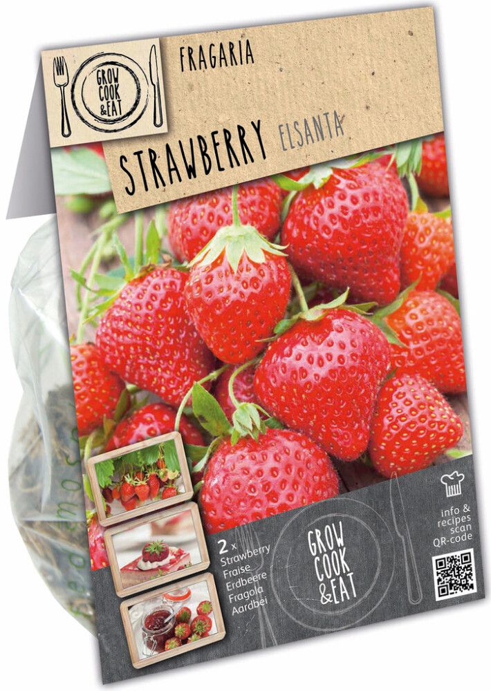 Maasikas Kapiteyn Elsanta 2 tk