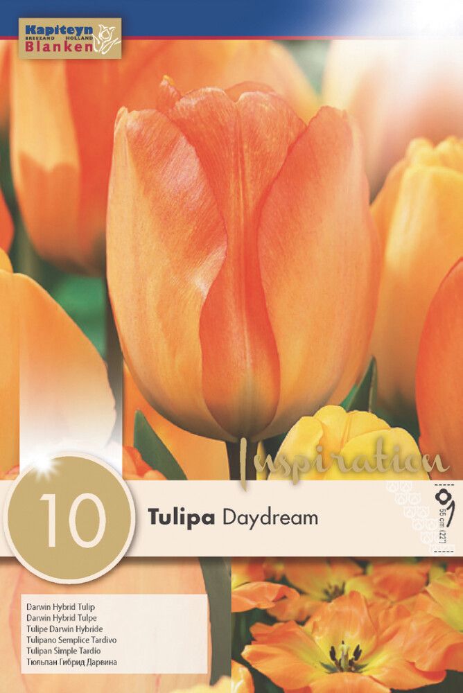 Tulp Darwin Hybrid Daydream 10 tk