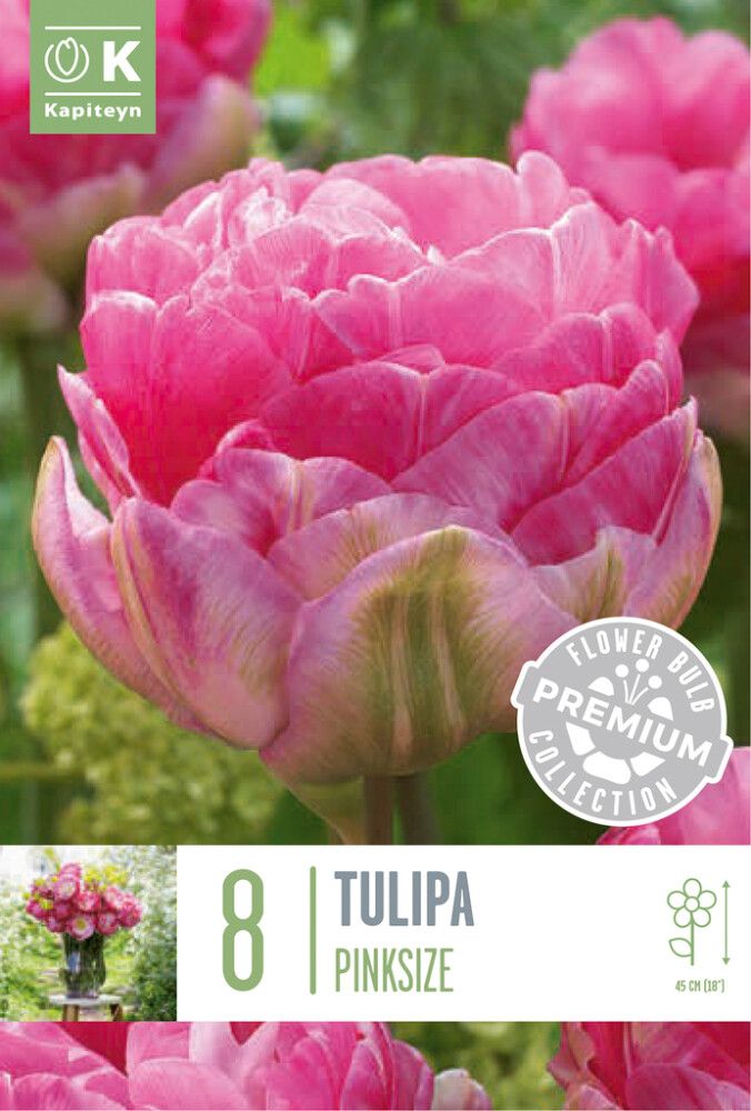 Tulp Double Late Aveyron 8 tk