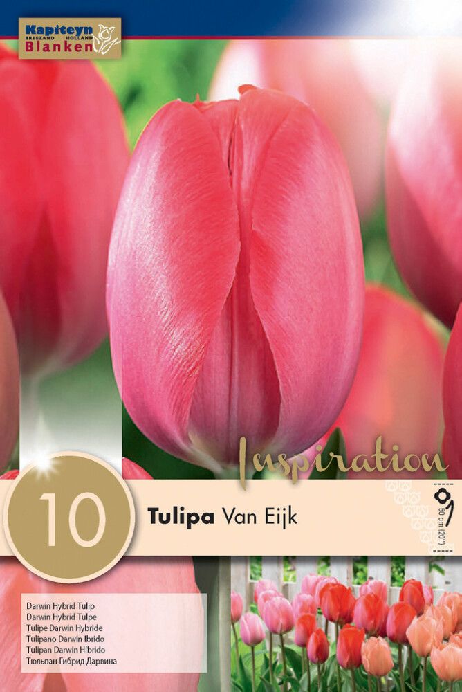 Tulp Van Eijk 10 tk