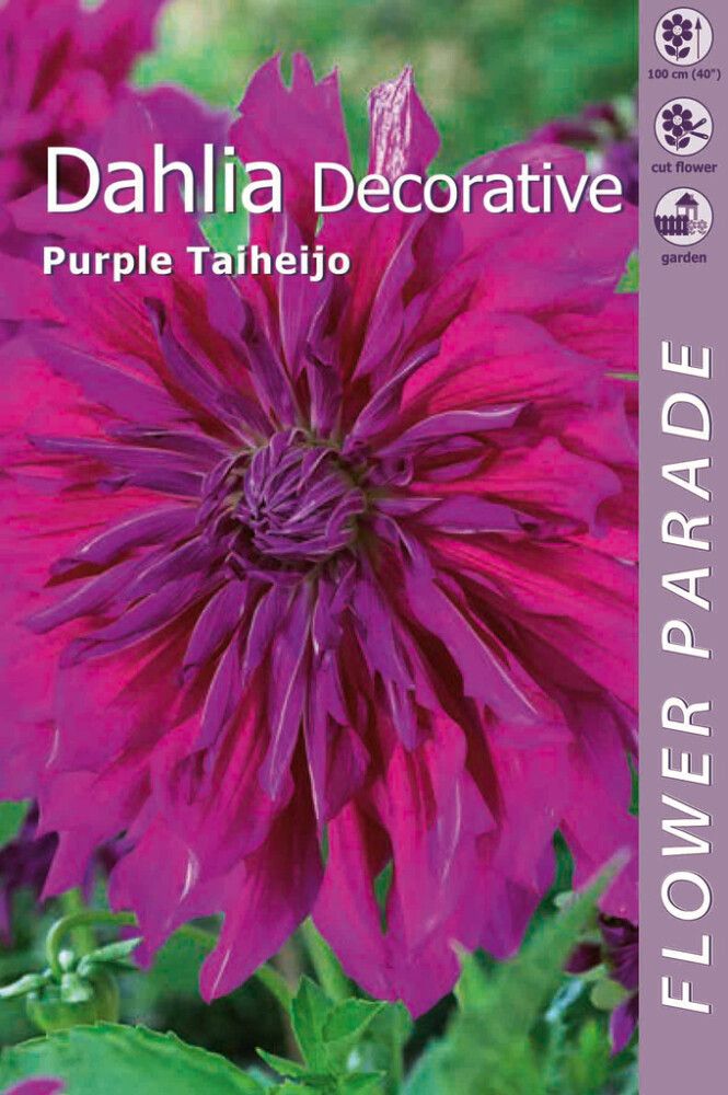Daalia Decorative Purple 1 tk