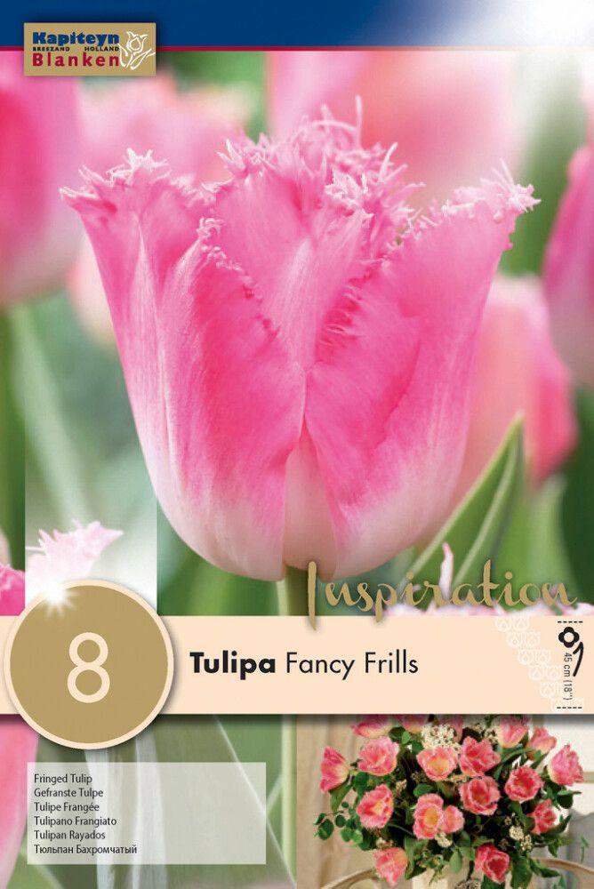 Tulp Fancy Frills 8 tk
