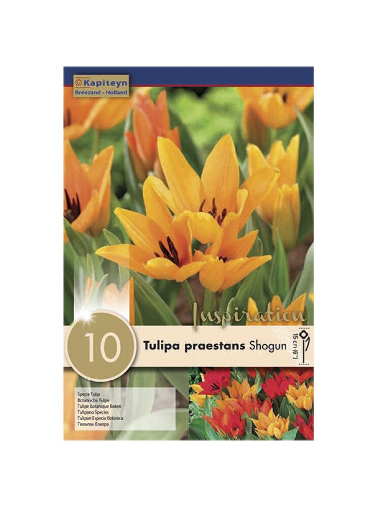 Tulp Preastans Shogun 10 tk