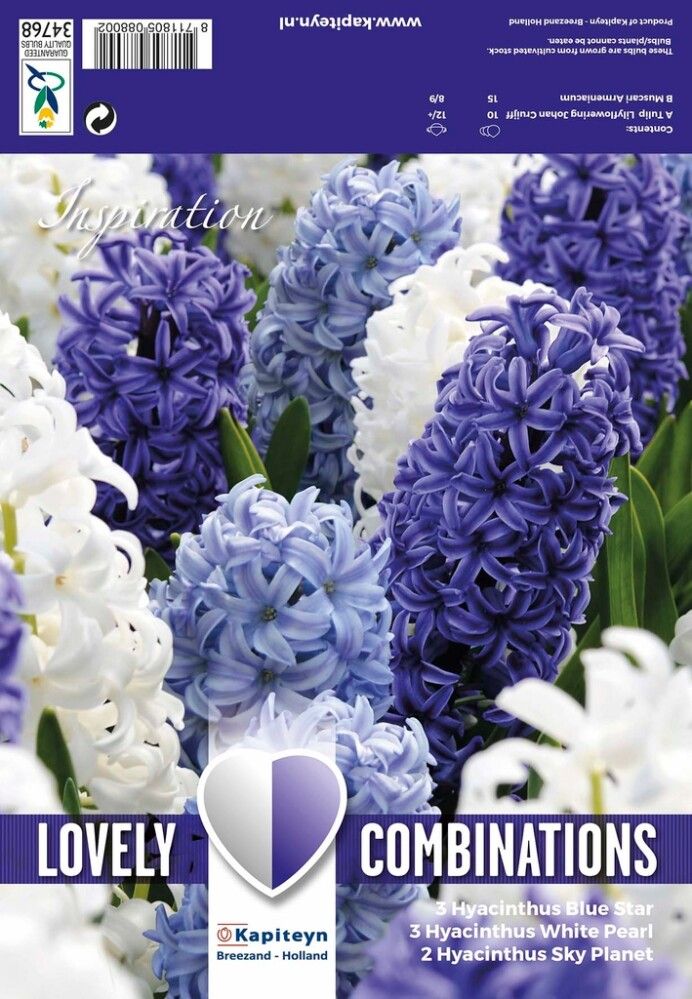 Hüatsintide segu Ocean Blend 8 tk