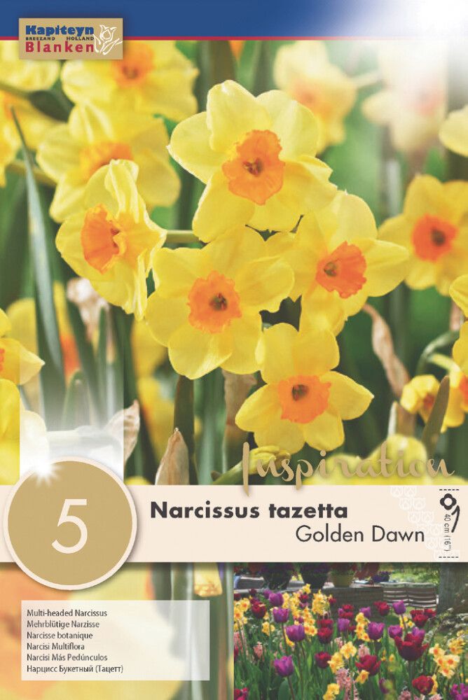 Nartsiss Golden Dawn 5 tk