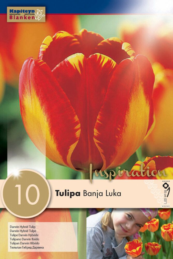 Tulp Banja Luka 10 tk