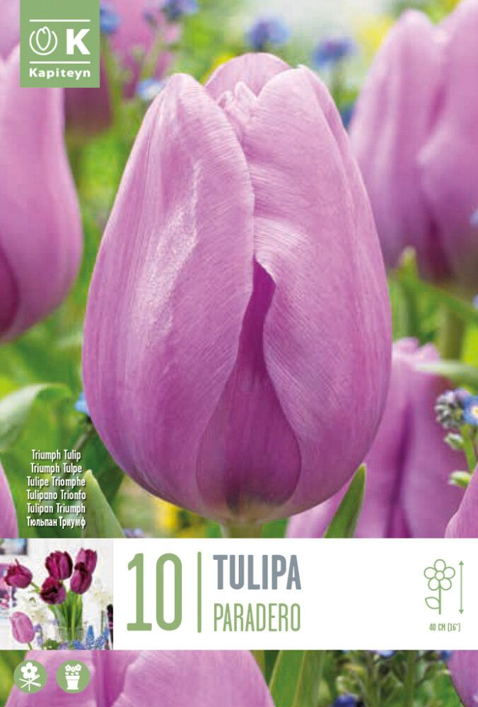 Tulp Paradero 10 tk