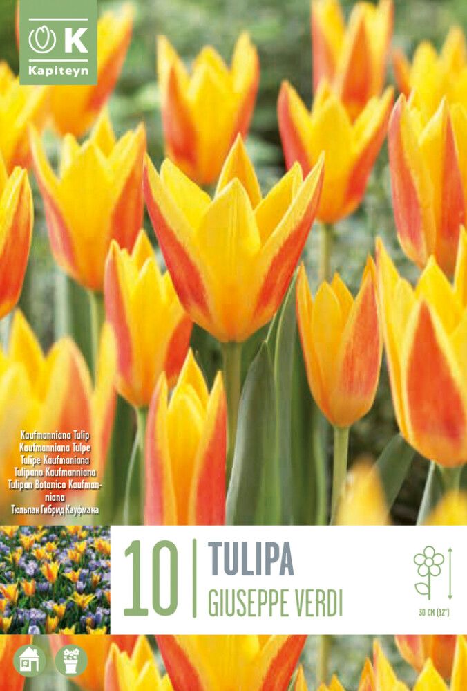 Tulp Giuseppe Verdi 10 tk