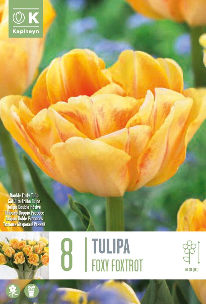 Tulp Foxy Foxtrot 8 tk
