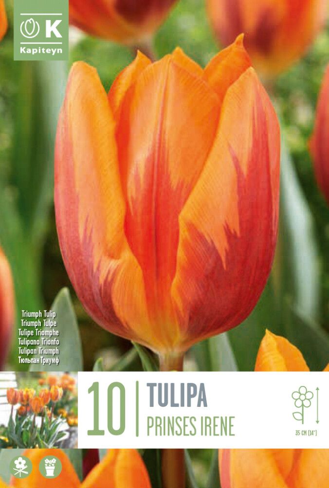 Tulp Printses Irene 10 tk