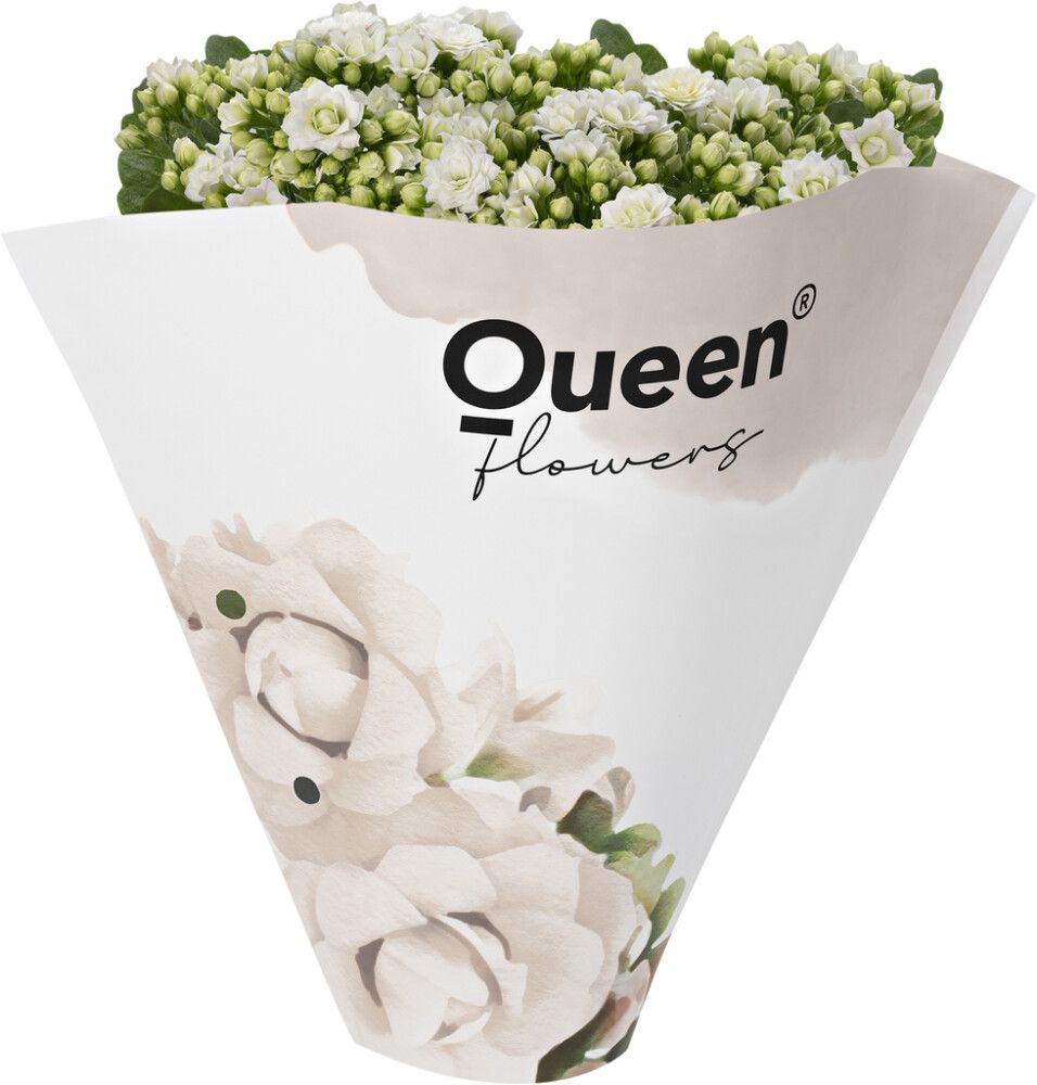 Kalanhoe Ø 13 cm, valge