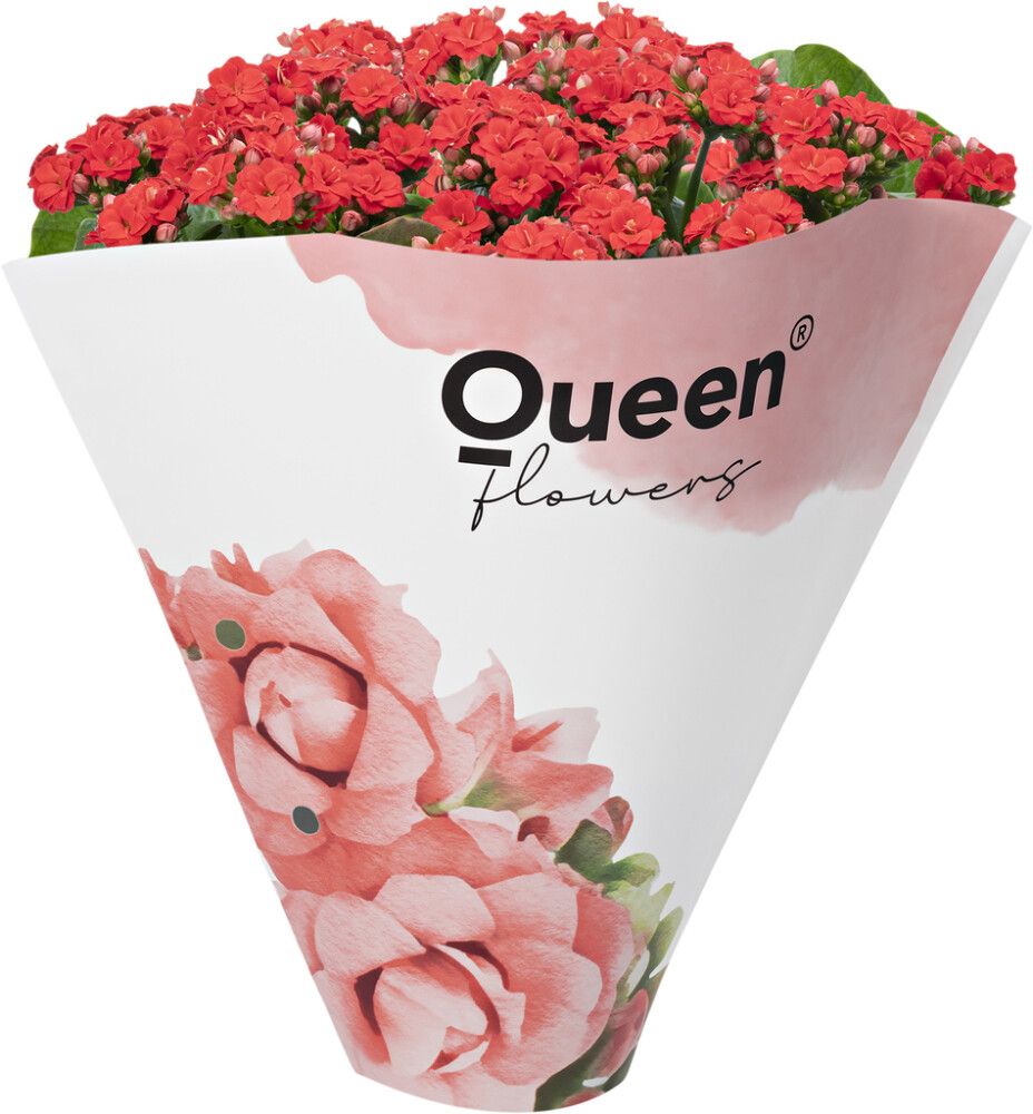 Kalanhoe Ø 13 cm, punane