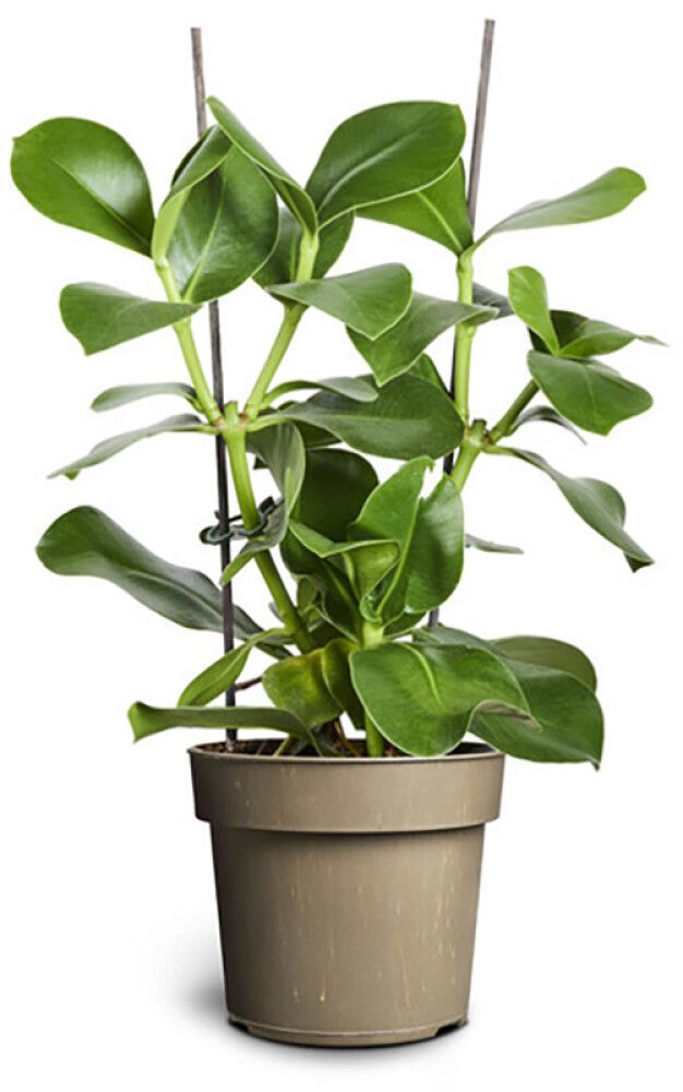 Roosa kluusia King Ø 17 cm