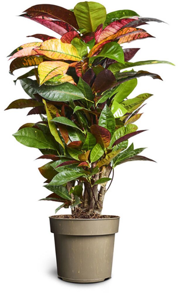 Ebakrooton Iceton Ø 17 cm