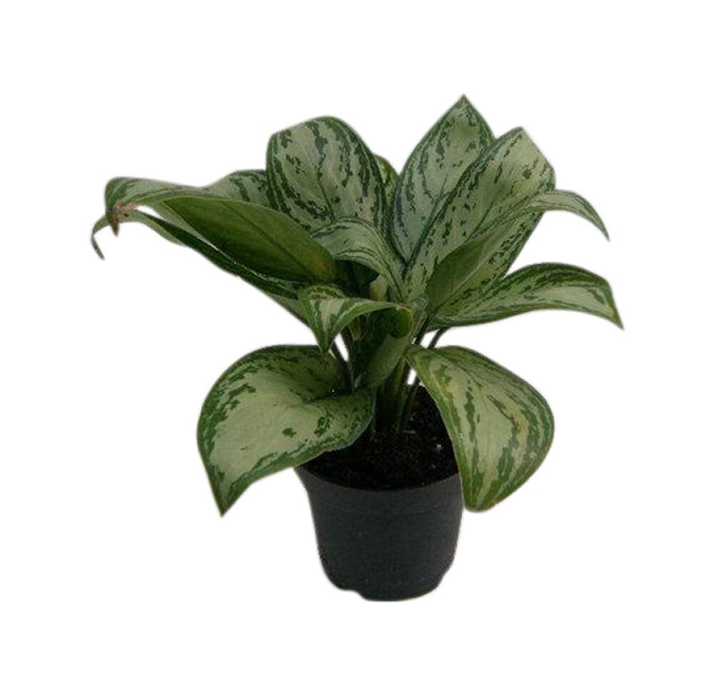 Aglaoneema Maria Christina Ø 13 cm 