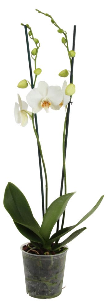 Kuuking Hybrid Ø 10,5 cm