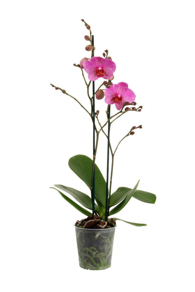 Kuuking Hybrid Ø 10,5 cm