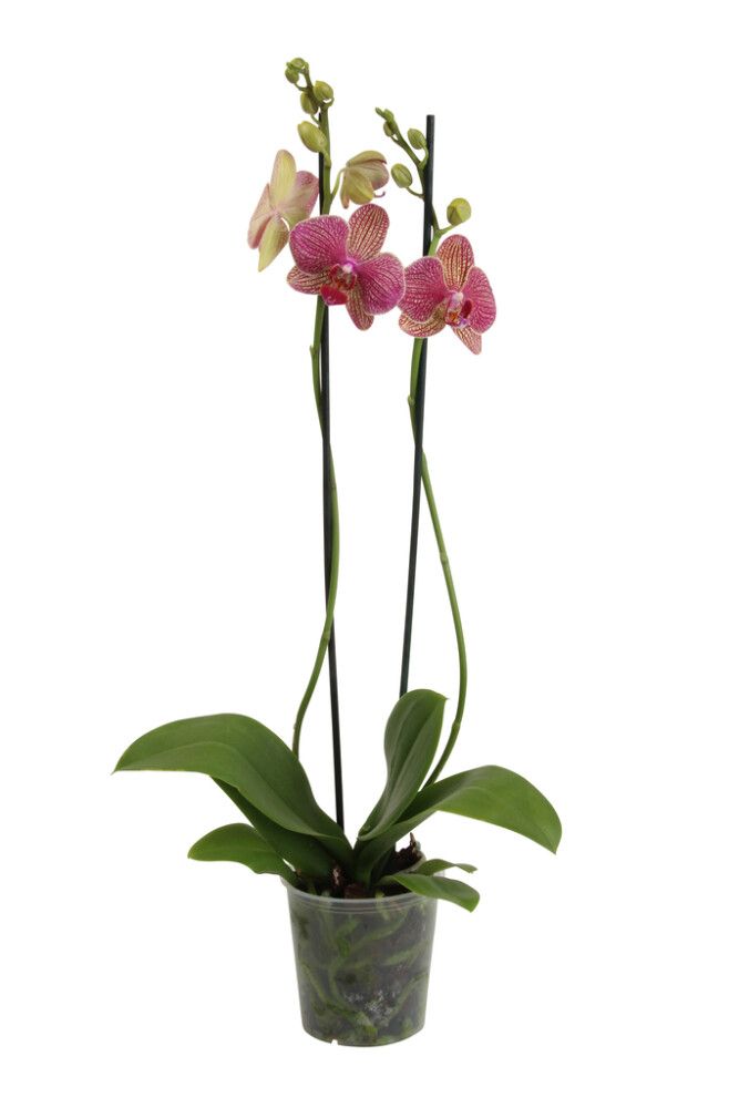 Kuuking Hybrid Ø 10,5 cm