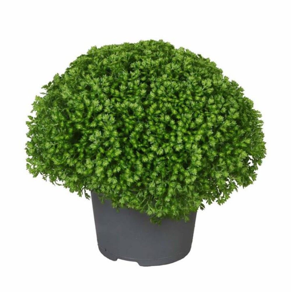 Roheliste taimede mix Ø 6 cm