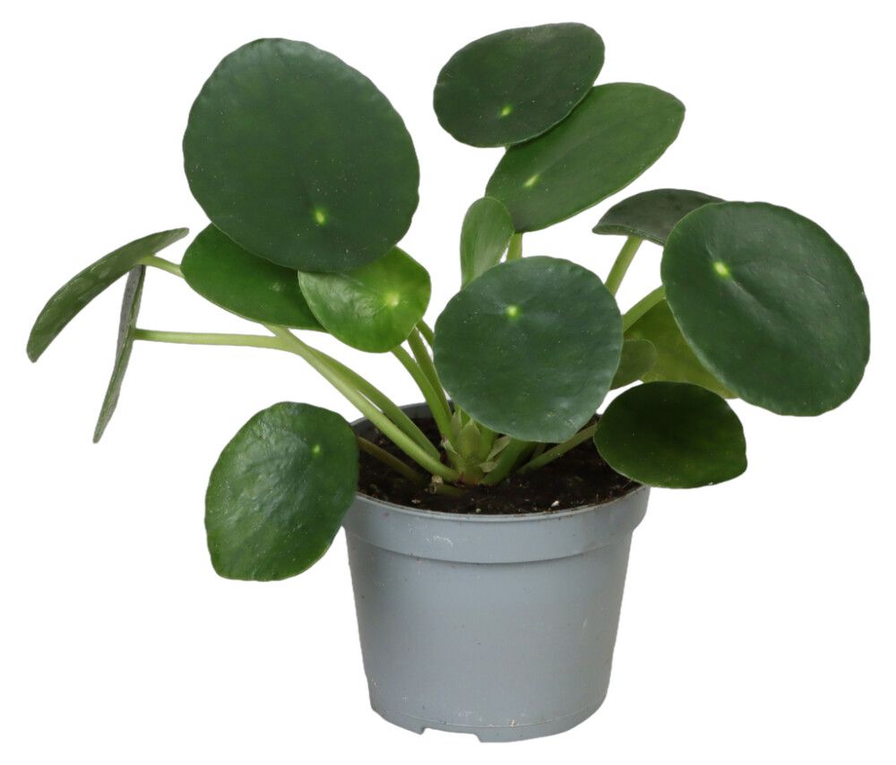 Roheliste taimede mix Ø 6 cm