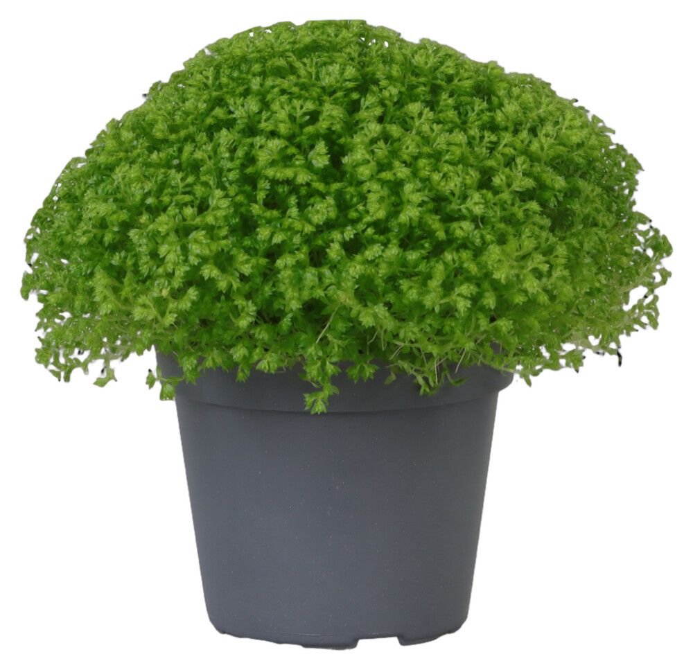 Väikepilt 7