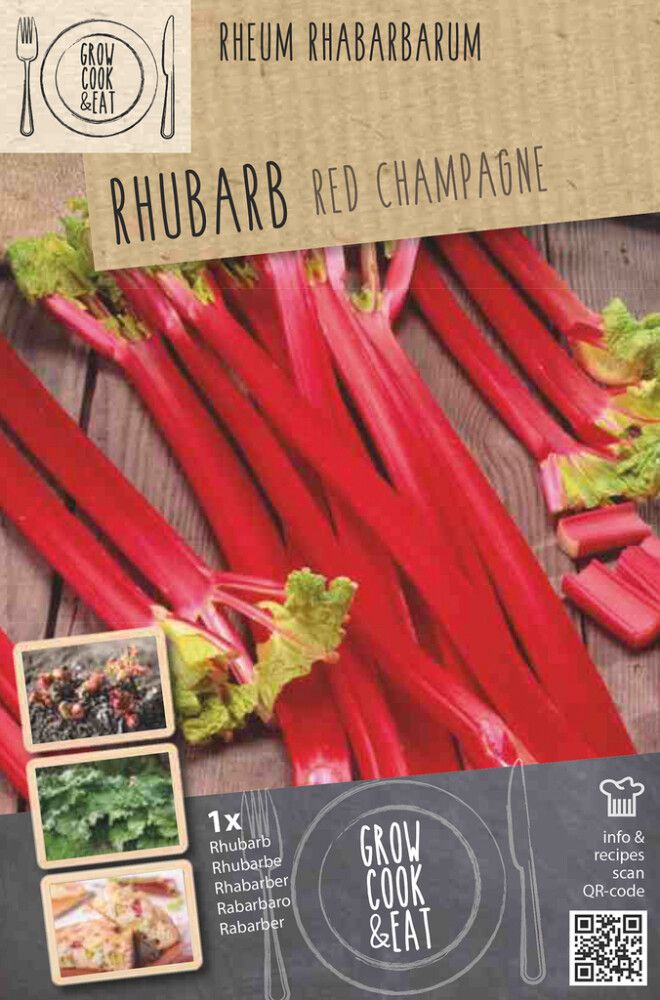 Kurdlehine rabarber Kapiteyn Champagne 1 tk