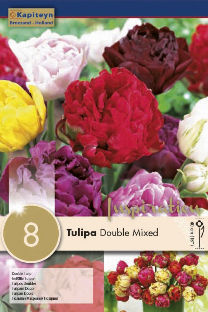Tulp Double Mix 8 tk
