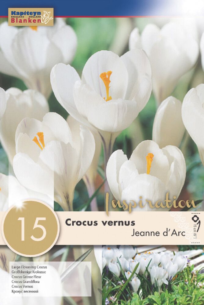 Krookus Jeanne d' Arc 10 tk