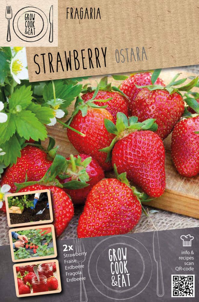 Maasikas Kapiteyn Ostara 2 tk