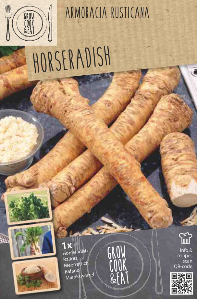 Aed-mädarõigas Kapiteyn 1 tk