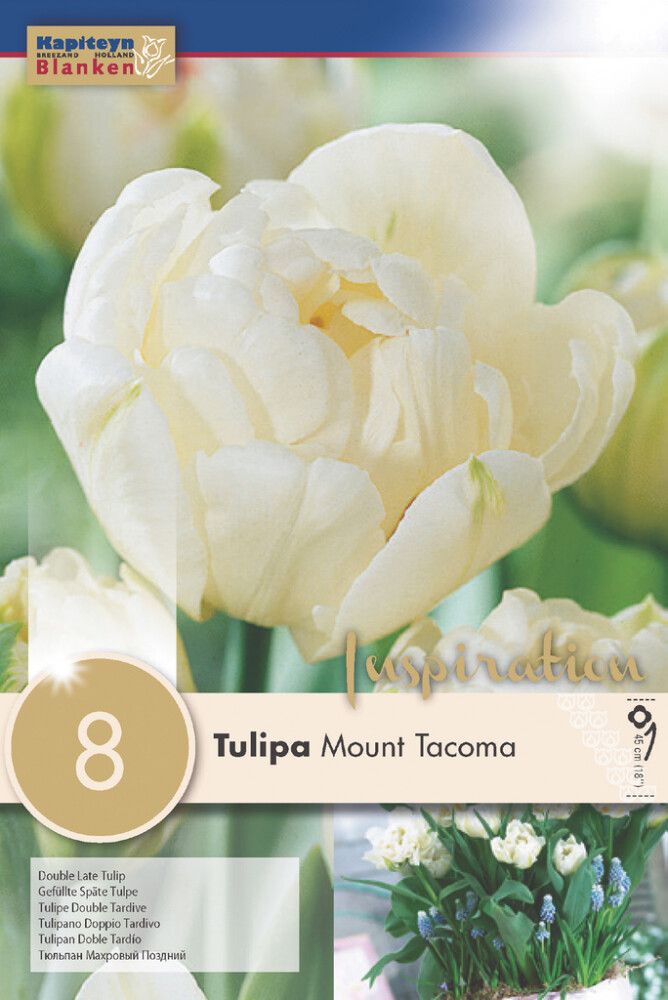 Tulp Mount Tacoma 8 tk
