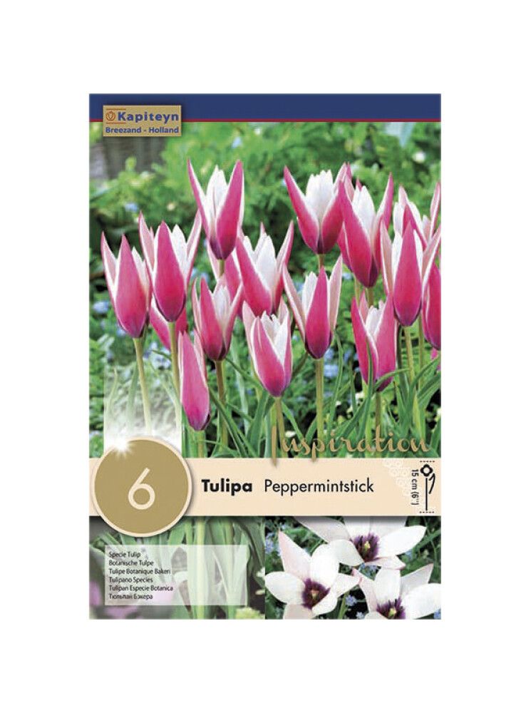 Tulp Peppermintstick 6 tk