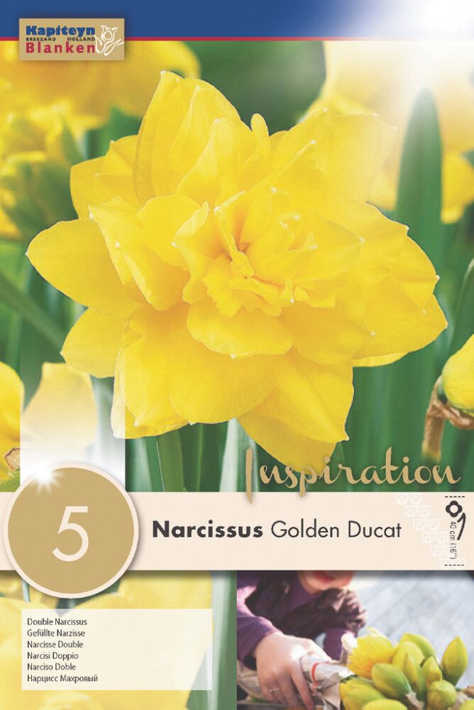 Nartsiss Golden Ducat 5 tk