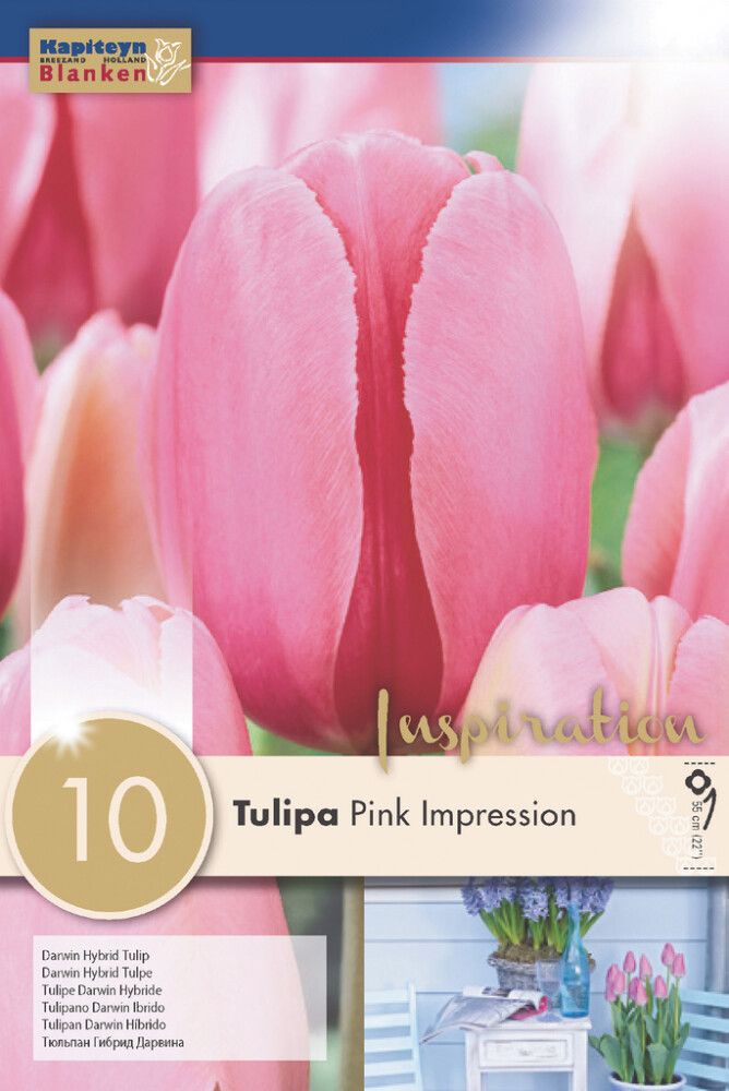 Tulp Pink Impression 10 tk