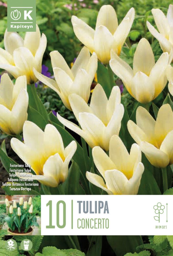 Tulp Concerto 10 tk