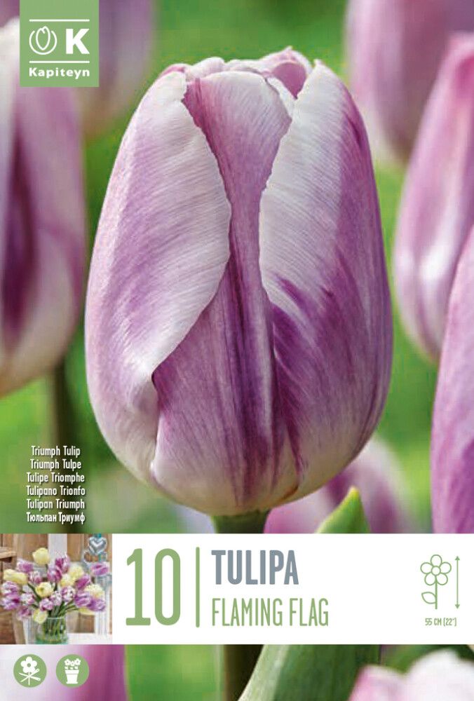 Tulp Flaming Flag 10 tk