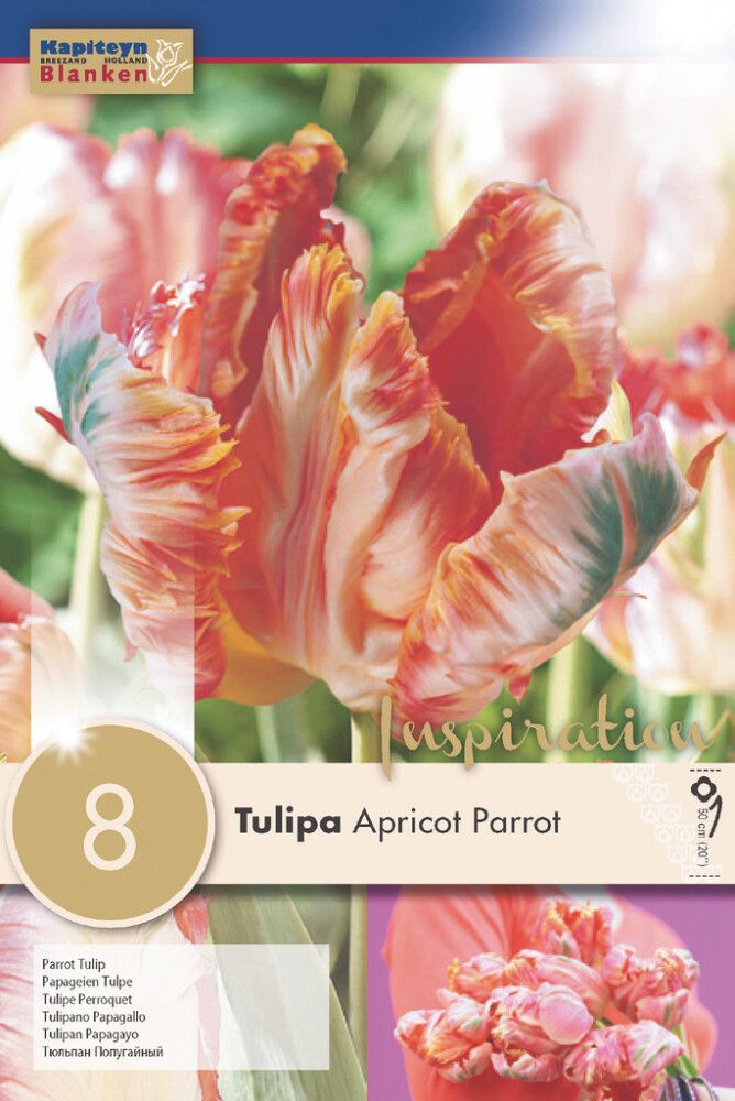 Tulp Apricot Parrot 8 tk