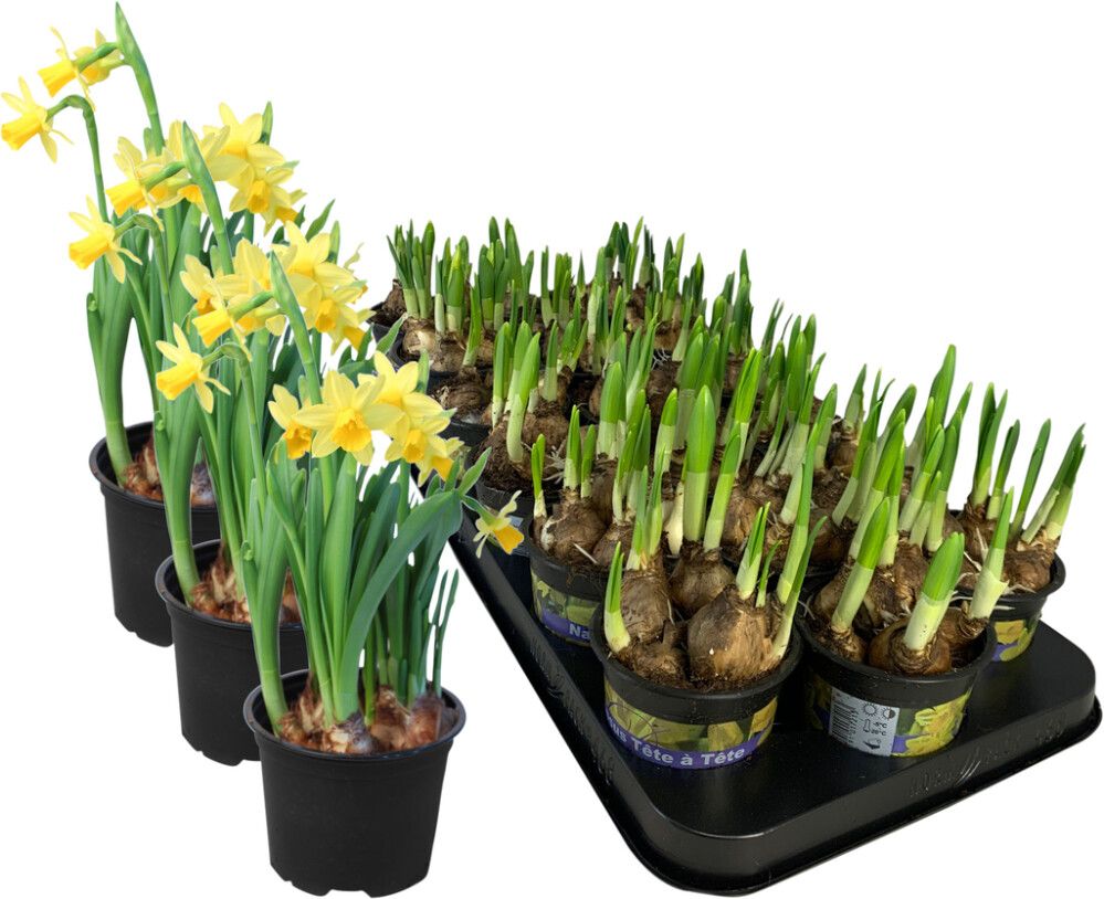 Nartsiss Tete a tete  Ø 9 cm