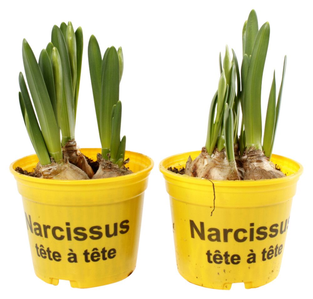 Nartsiss Tete a tete  Ø 9 cm