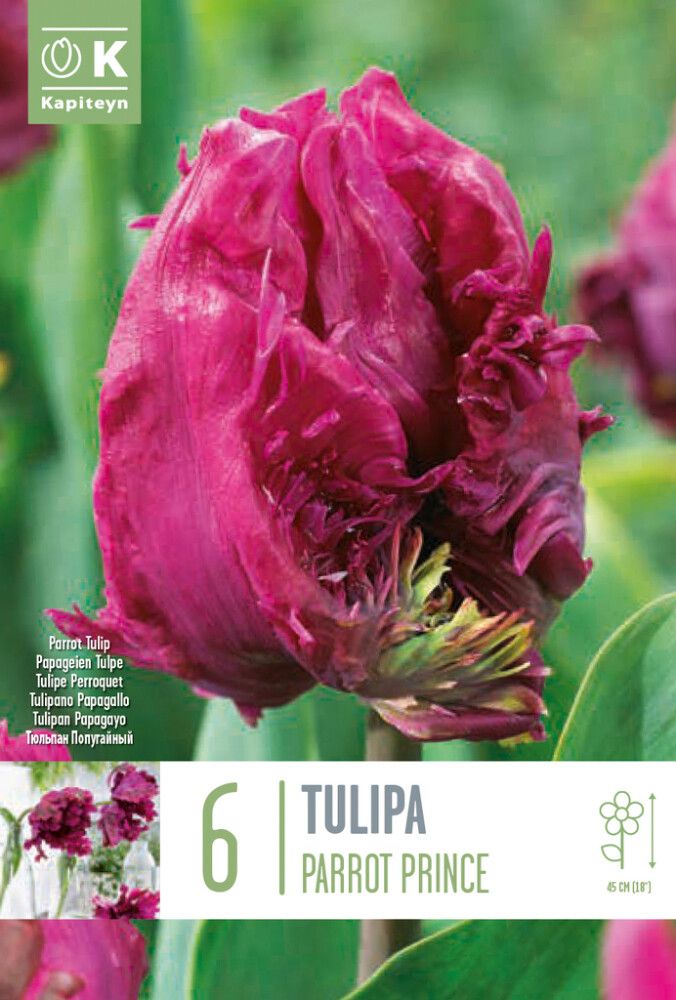 Tulp Parrot Prince 6 tk