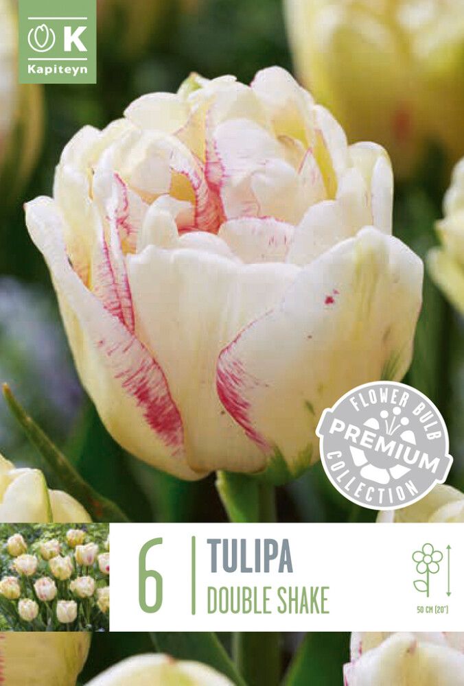 Tulp Premium Double Shake 6 tk
