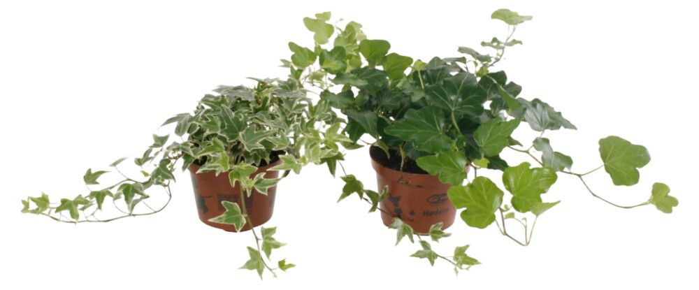 Luuderohi mix Ø 9 cm