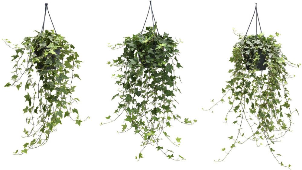 Luuderohi mix Ø 9 cm