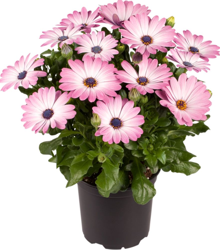 Kuldkakar mix Ø10,5 cm