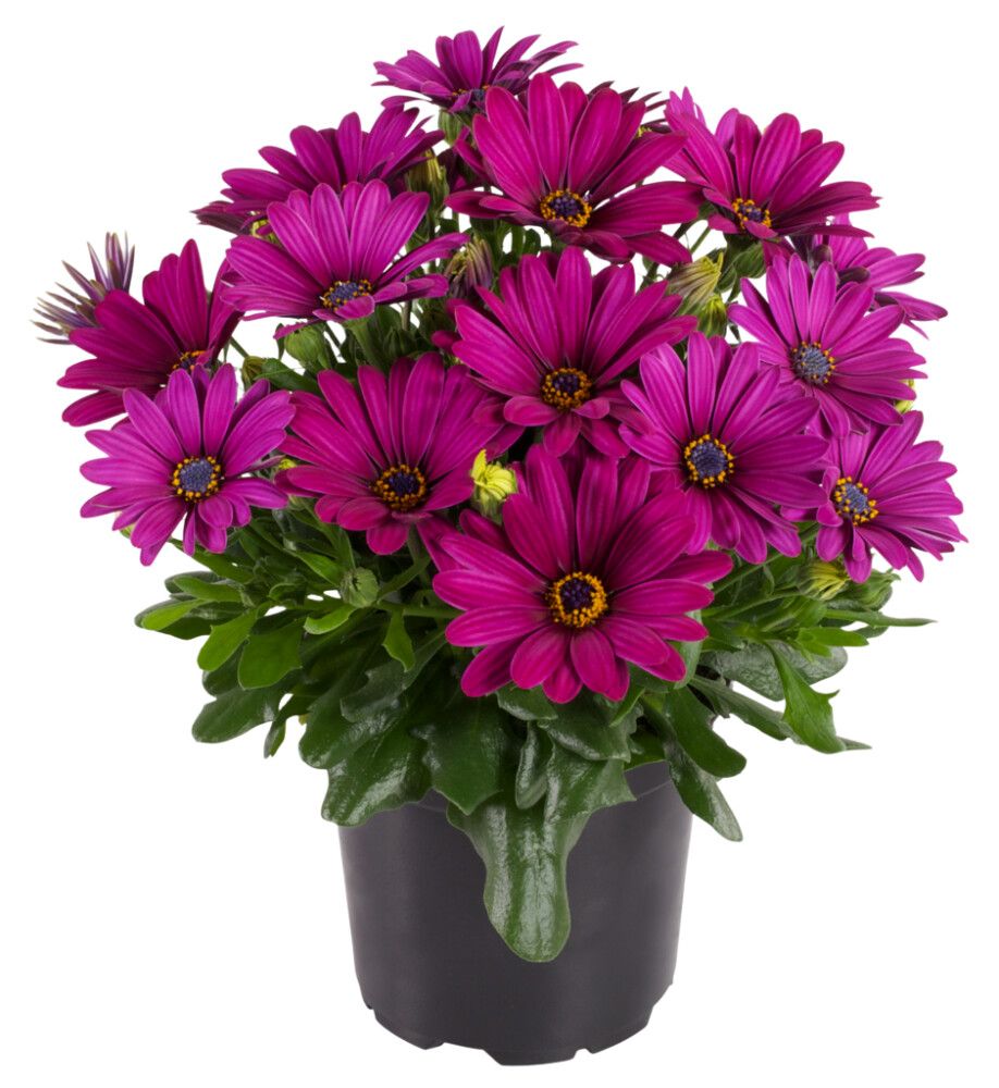 Kuldkakar mix Ø10,5 cm