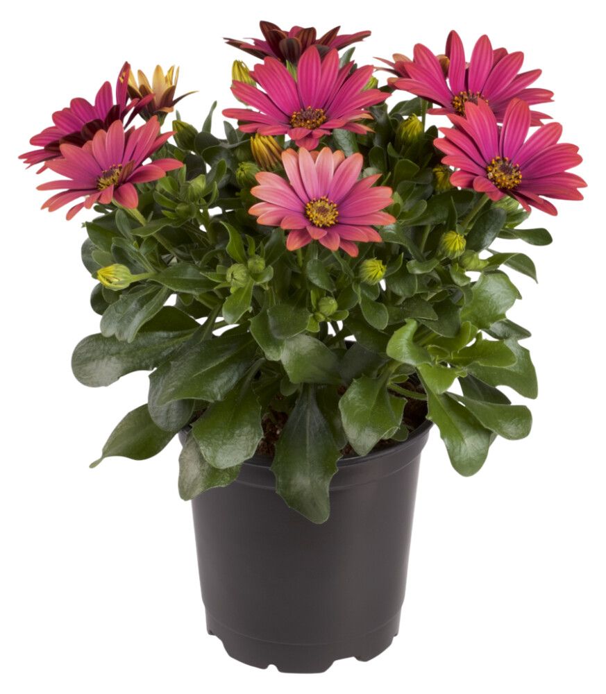 Kuldkakar mix Ø10,5 cm