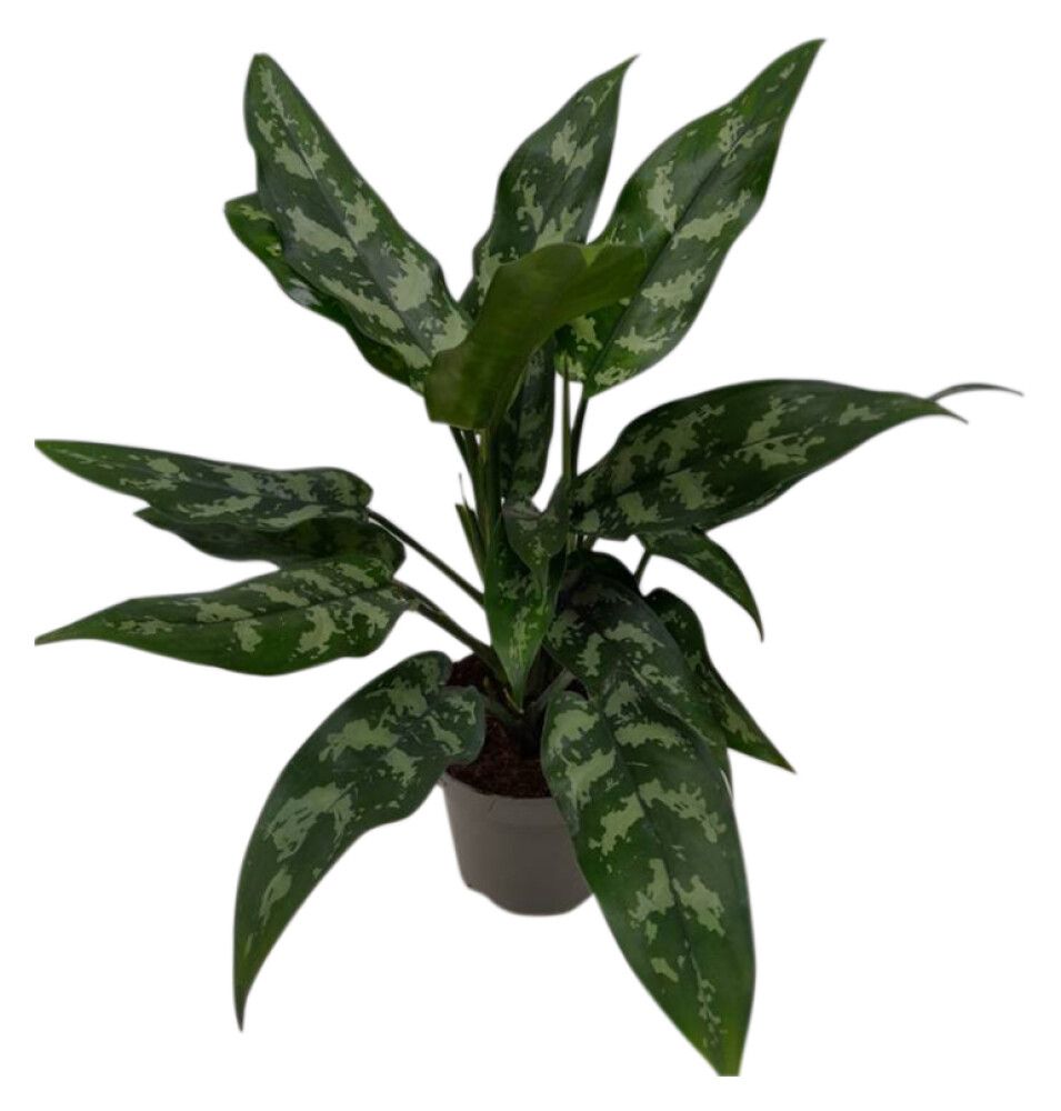 Agloneema Maria Christina Ø 13 cm